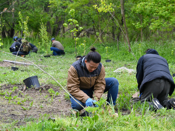 volunteers planting trees