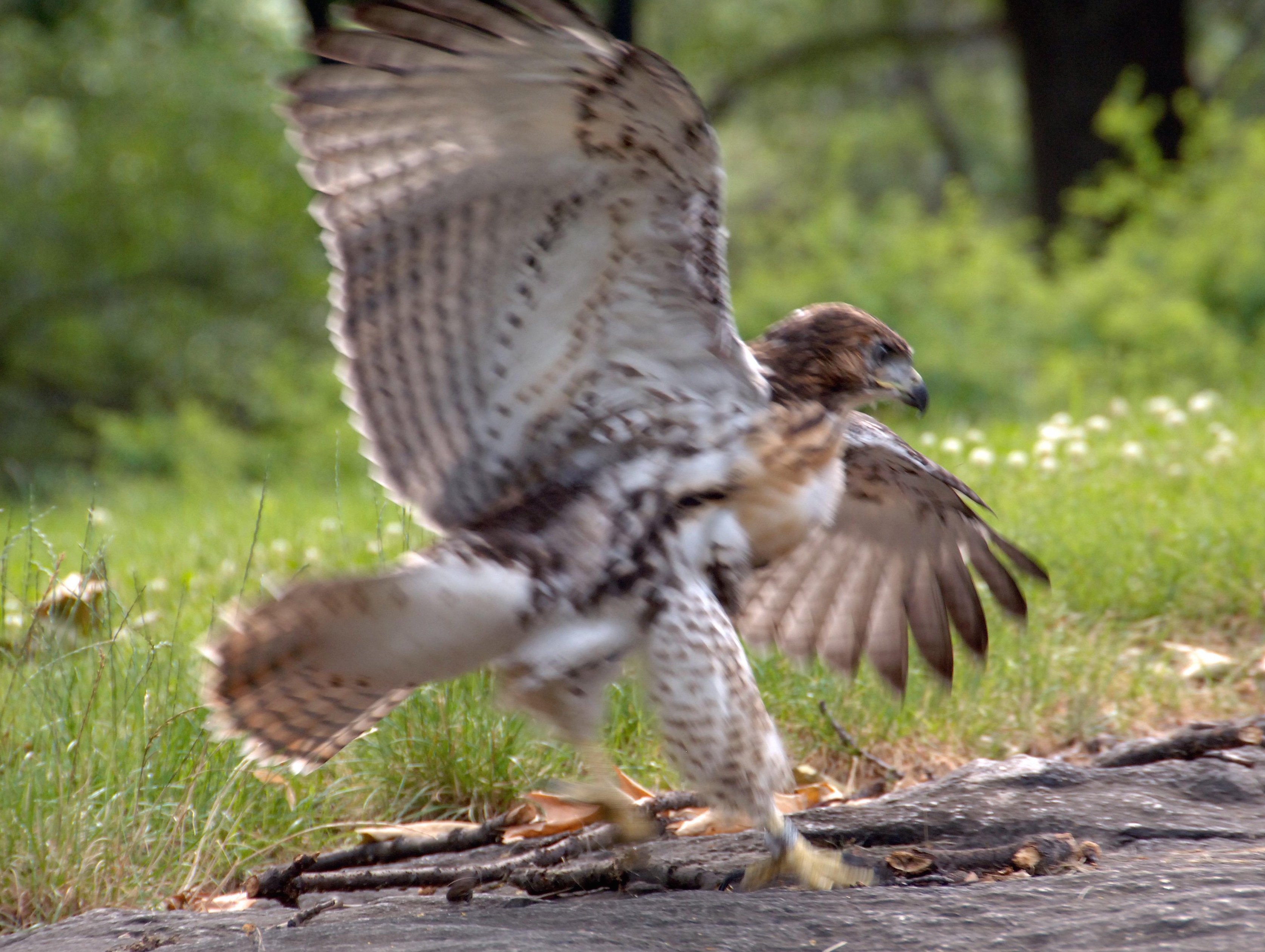 hawk