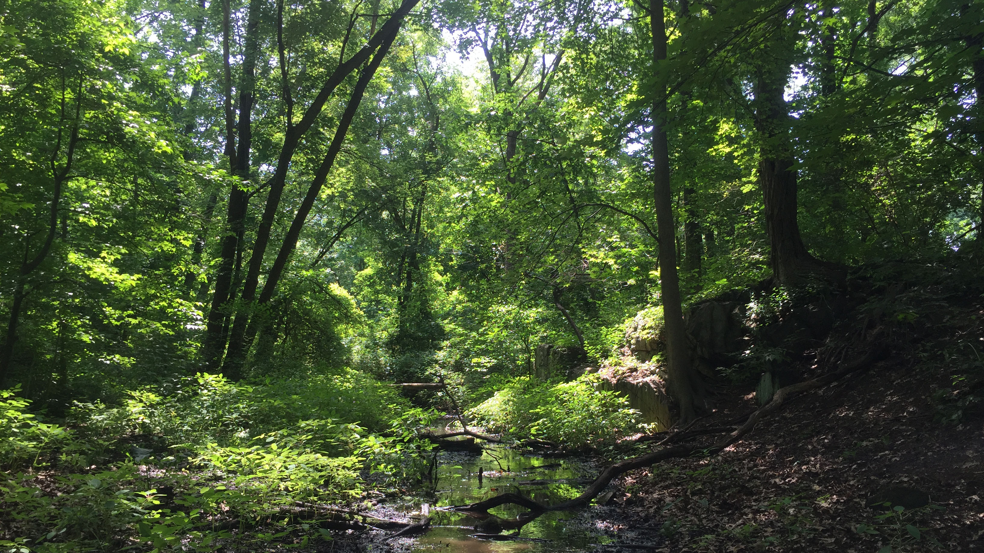 Rattlesnake Creek at Seton Falls Park, Bronx