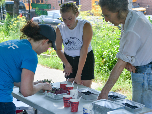 volunteers planting a tree